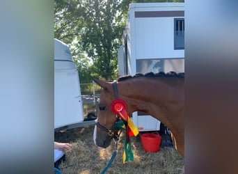 Deutsches Reitpony, Wallach, 7 Jahre, 148 cm, Brauner