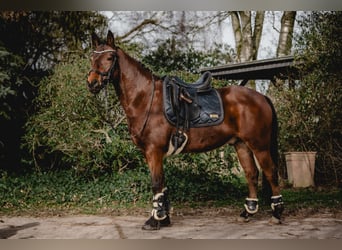 Deutsches Reitpony, Wallach, 7 Jahre, 148 cm, Brauner