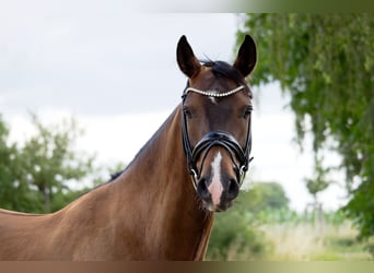 Deutsches Reitpony, Wallach, 7 Jahre, 148 cm, Brauner