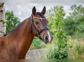 Deutsches Reitpony, Wallach, 7 Jahre, 148 cm, Brauner