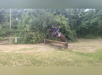 Deutsches Reitpony, Wallach, 7 Jahre, 148 cm, Brauner