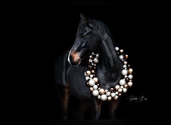 Deutsches Reitpony, Wallach, 7 Jahre, 148 cm, Brauner