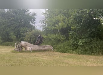 Deutsches Reitpony, Wallach, 7 Jahre, 148 cm, Brauner
