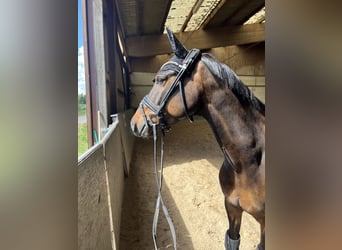 Deutsches Reitpony, Wallach, 7 Jahre, 148 cm, Brauner