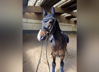 Deutsches Reitpony, Wallach, 7 Jahre, 148 cm, Brauner