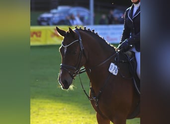 Deutsches Reitpony, Wallach, 7 Jahre, 148 cm, Brauner