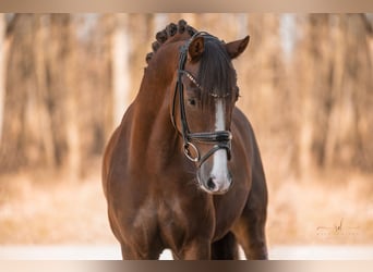 Deutsches Reitpony, Wallach, 7 Jahre, 148 cm, Dunkelfuchs