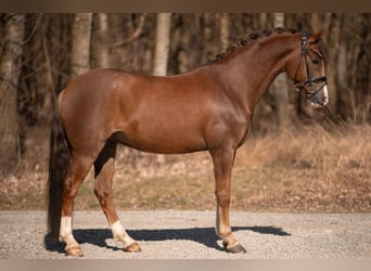 Deutsches Reitpony, Wallach, 7 Jahre, 148 cm, Dunkelfuchs