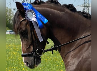 Deutsches Reitpony, Wallach, 7 Jahre, 148 cm, Dunkelfuchs