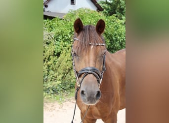 Deutsches Reitpony, Wallach, 7 Jahre, 148 cm, Dunkelfuchs