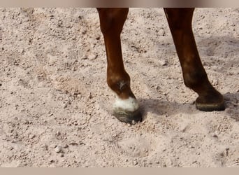 Deutsches Reitpony, Wallach, 7 Jahre, 148 cm, Dunkelfuchs