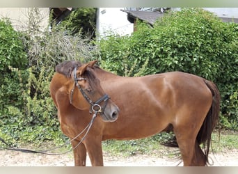 Deutsches Reitpony, Wallach, 7 Jahre, 148 cm, Dunkelfuchs