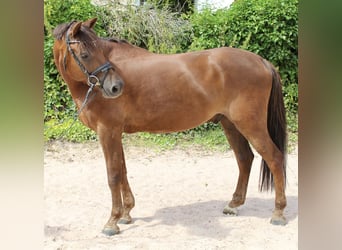 Deutsches Reitpony, Wallach, 7 Jahre, 148 cm, Dunkelfuchs