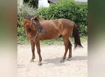 Deutsches Reitpony, Wallach, 7 Jahre, 148 cm, Dunkelfuchs