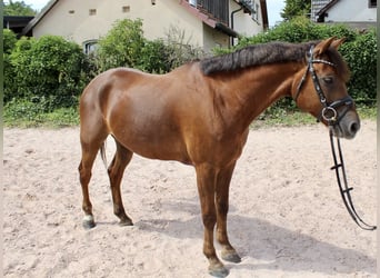 Deutsches Reitpony, Wallach, 7 Jahre, 148 cm, Dunkelfuchs