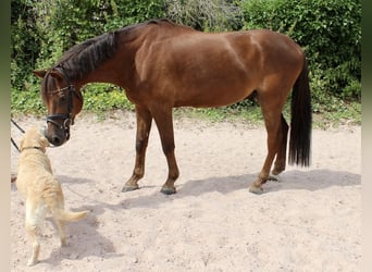 Deutsches Reitpony, Wallach, 7 Jahre, 148 cm, Dunkelfuchs