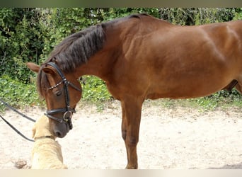 Deutsches Reitpony, Wallach, 7 Jahre, 148 cm, Dunkelfuchs