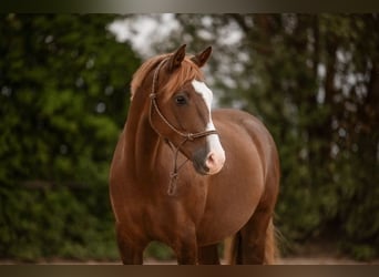 Deutsches Reitpony, Wallach, 7 Jahre, 148 cm, Dunkelfuchs