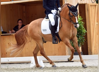 Deutsches Reitpony, Wallach, 7 Jahre, 148 cm, Falbe