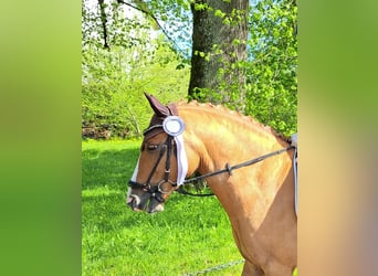 Deutsches Reitpony, Wallach, 7 Jahre, 148 cm, Falbe