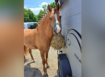 Deutsches Reitpony, Wallach, 7 Jahre, 148 cm, Falbe