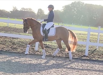 Deutsches Reitpony, Wallach, 7 Jahre, 148 cm, Falbe