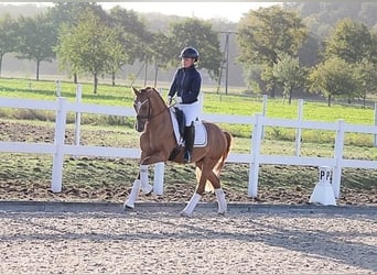 Deutsches Reitpony, Wallach, 7 Jahre, 148 cm, Falbe