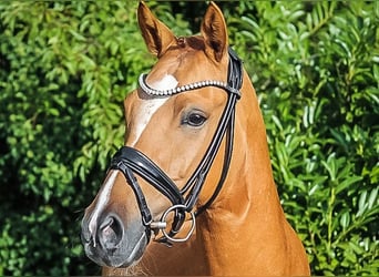 Deutsches Reitpony, Wallach, 7 Jahre, 148 cm, Falbe