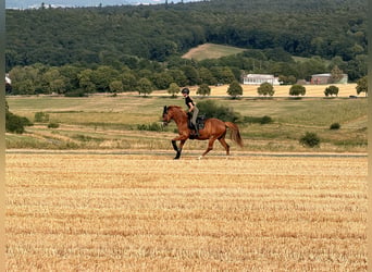 Deutsches Reitpony, Wallach, 7 Jahre, 148 cm, Fuchs