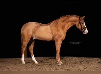 Deutsches Reitpony, Wallach, 7 Jahre, 148 cm, Fuchs