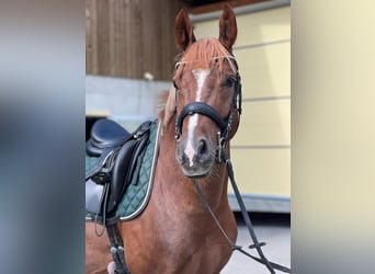 Deutsches Reitpony, Wallach, 7 Jahre, 148 cm, Fuchs