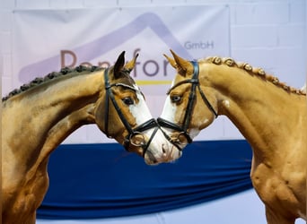 Deutsches Reitpony, Wallach, 7 Jahre, 148 cm, Fuchs