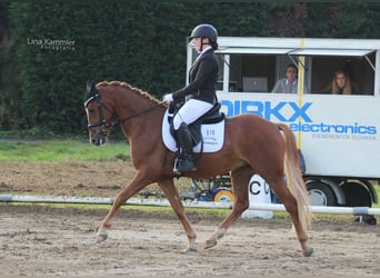 Deutsches Reitpony, Wallach, 7 Jahre, 148 cm, Fuchs