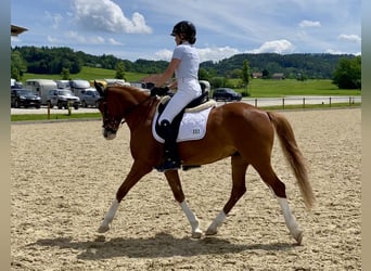 Deutsches Reitpony, Wallach, 7 Jahre, 148 cm, Fuchs