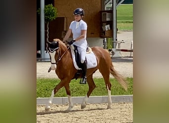 Deutsches Reitpony, Wallach, 7 Jahre, 148 cm, Fuchs