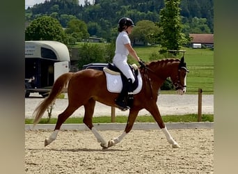 Deutsches Reitpony, Wallach, 7 Jahre, 148 cm, Fuchs