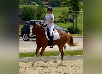 Deutsches Reitpony, Wallach, 7 Jahre, 148 cm, Fuchs