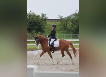 Deutsches Reitpony, Wallach, 7 Jahre, 148 cm, Fuchs