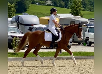 Deutsches Reitpony, Wallach, 7 Jahre, 148 cm, Fuchs