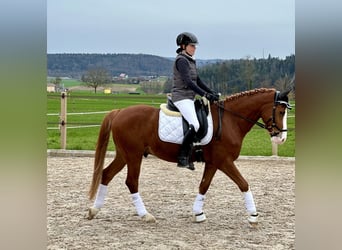 Deutsches Reitpony, Wallach, 7 Jahre, 148 cm, Fuchs