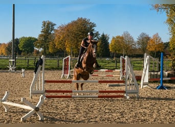 Deutsches Reitpony, Wallach, 7 Jahre, 148 cm, Fuchs
