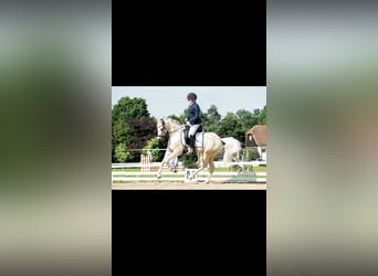 Deutsches Reitpony, Wallach, 7 Jahre, 148 cm, Palomino