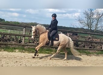 Deutsches Reitpony, Wallach, 7 Jahre, 148 cm, Palomino
