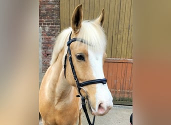 Deutsches Reitpony, Wallach, 7 Jahre, 148 cm, Palomino