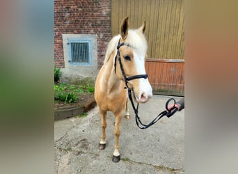 Deutsches Reitpony, Wallach, 7 Jahre, 148 cm, Palomino