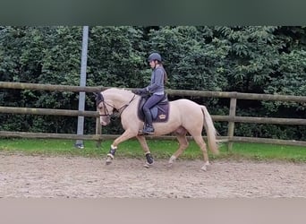 Deutsches Reitpony, Wallach, 7 Jahre, 148 cm, Palomino
