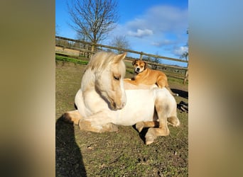 Deutsches Reitpony, Wallach, 7 Jahre, 148 cm, Palomino