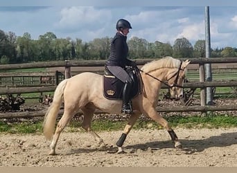 Deutsches Reitpony, Wallach, 7 Jahre, 148 cm, Palomino