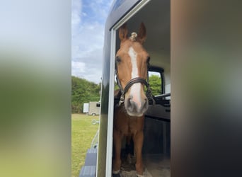 Deutsches Reitpony, Wallach, 7 Jahre, 148 cm, Palomino