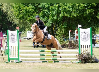 Deutsches Reitpony, Wallach, 7 Jahre, 148 cm, Palomino